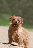 NORFOLK TERRIER 007